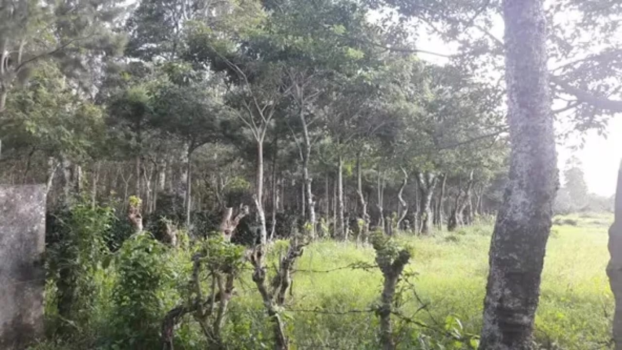 Vendo terreno en Escuintla frente a Carretera a Siquinala — foto 6 de 6