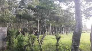 Vendo terreno en Escuintla frente a Carretera a Siquinala — miniatura 6 de 6